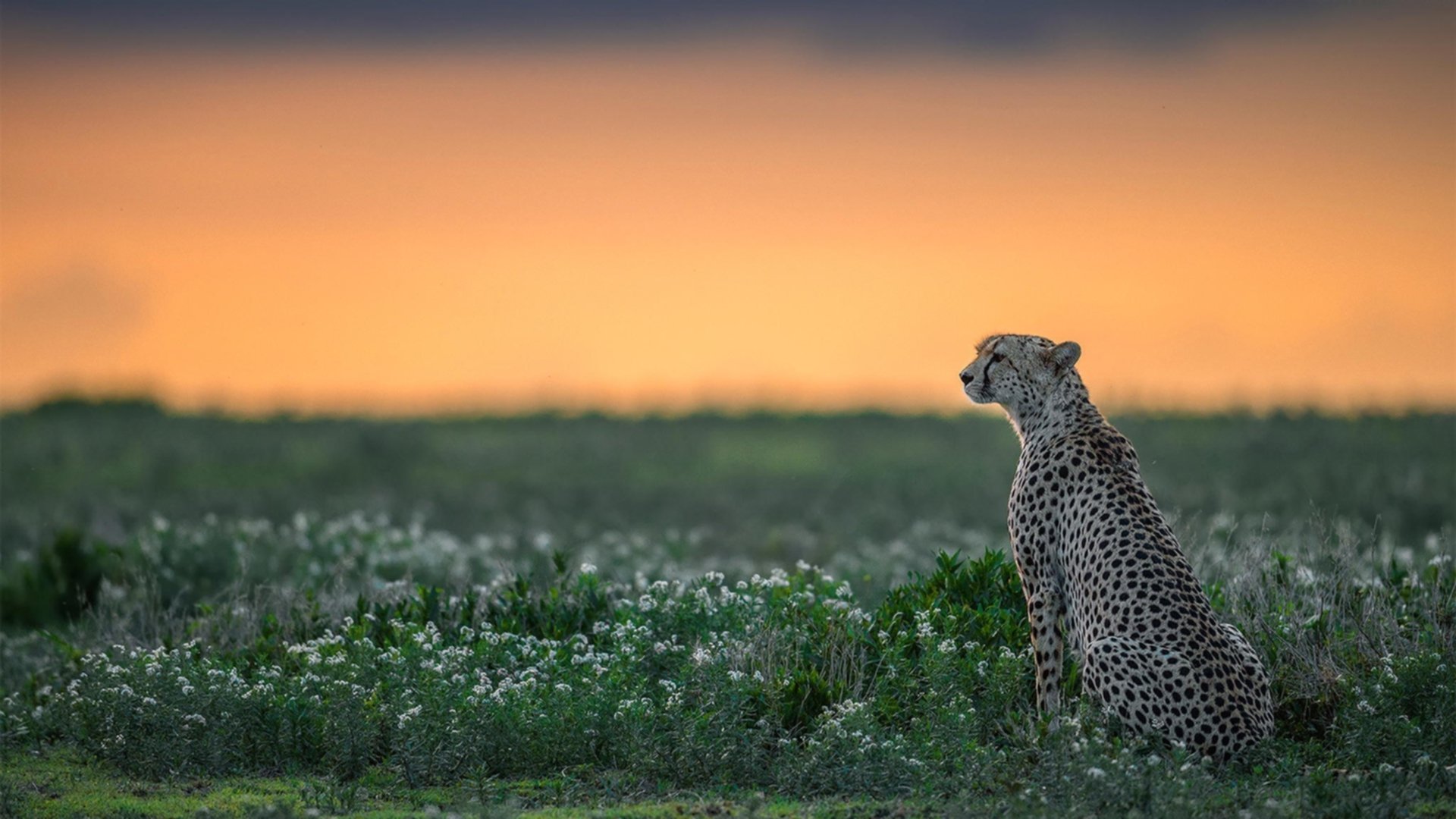 东京FC拉拢所有力量,为赢得比赛而奋斗,东京fc赛程2020