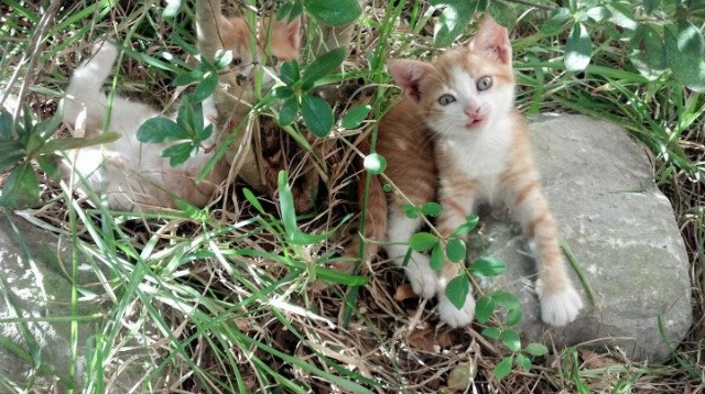 fb体育官网首页-北京首钢年轻球员崭露头角，未来可期，北京首钢球员年薪多少