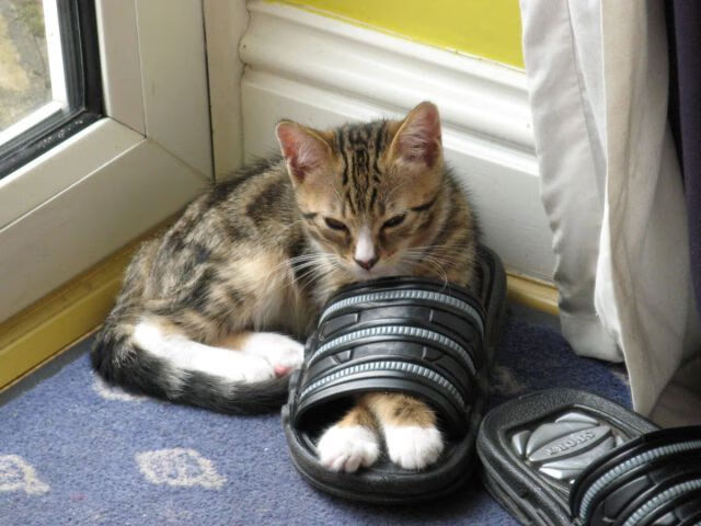 fb体育平台-天津荣钢球队进攻组织高效，cba天津荣钢