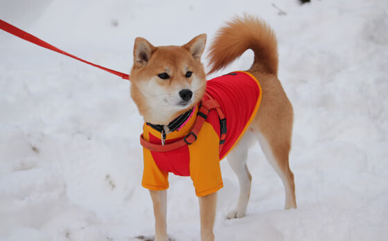 FB真人电子游戏-欧洲豪门将在赛场上展开激烈角逐，欧洲豪门主场