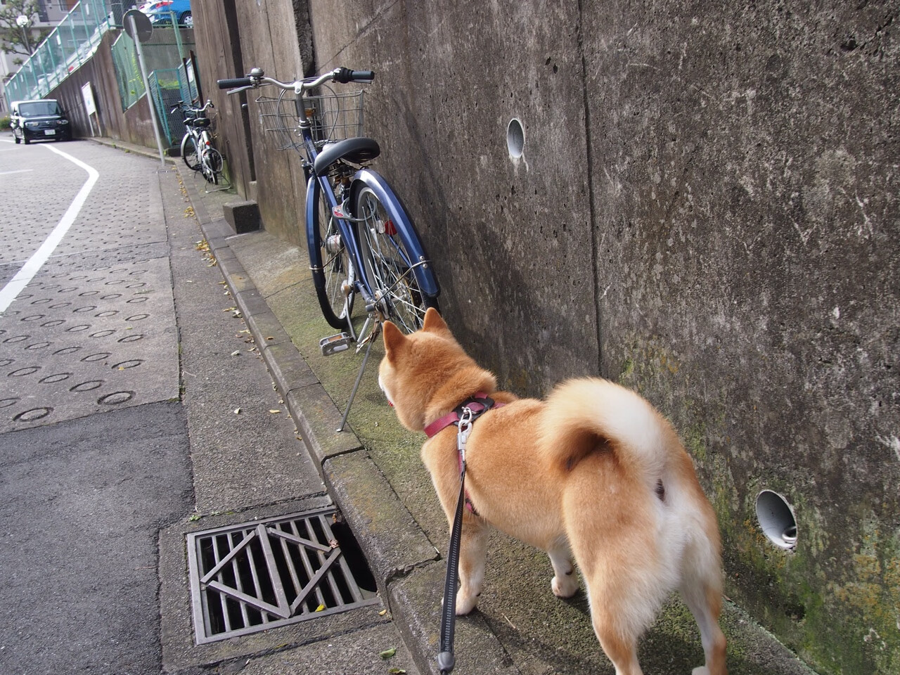 fb体育官网网页版-库里在训练中加强身体对抗备战季后赛，库里训练有多刻苦