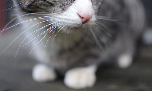 fb体育试玩-弗朗索瓦·霍尔茨豪伊泽：南非队的战术大师，关键时刻精准调整