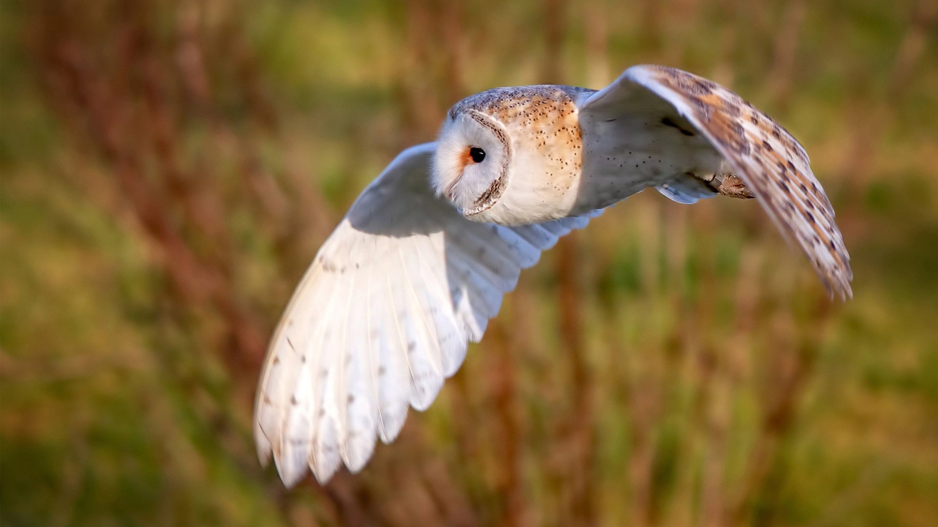 fb体育电竞-美国小将乌兰多奋力一搏，乌兰 美国
